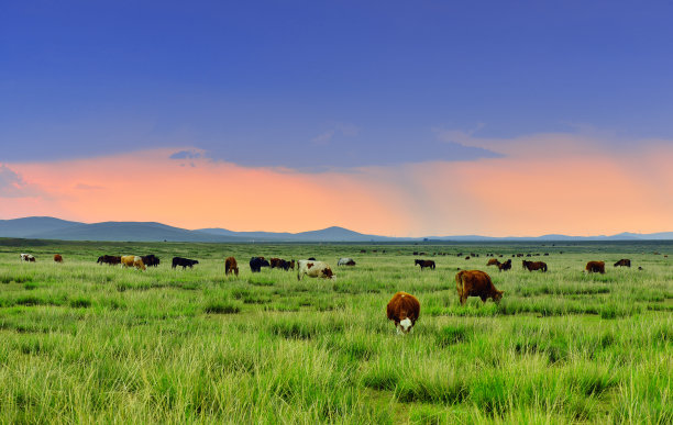 内蒙古牧场
