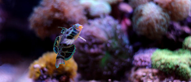 头楯海蛞蝓