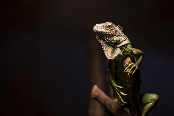 chamaeleon