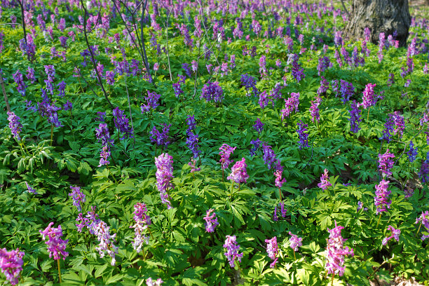corydalis