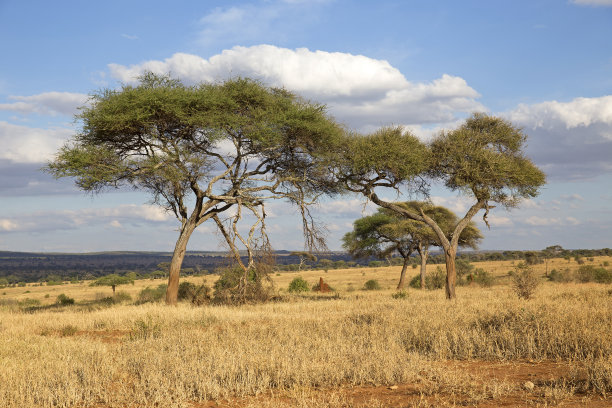 savanna