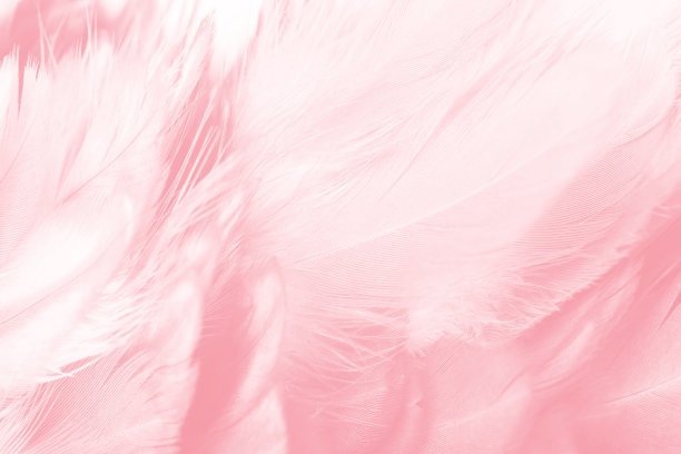 粉色天鹅