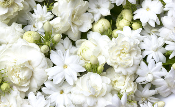 jasmine