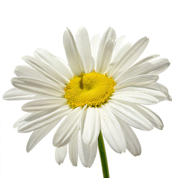 camomiles