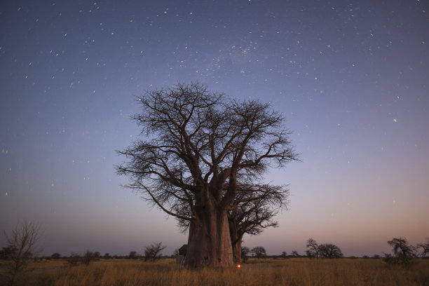 baobab