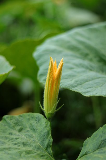 田间种植的南瓜