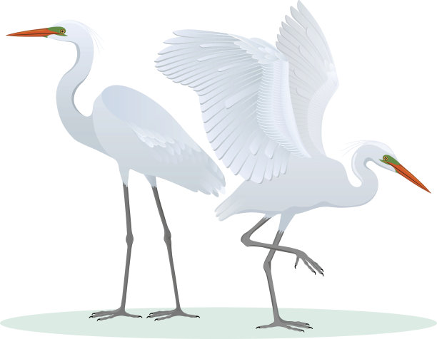 egret