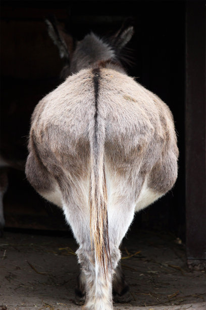 rear