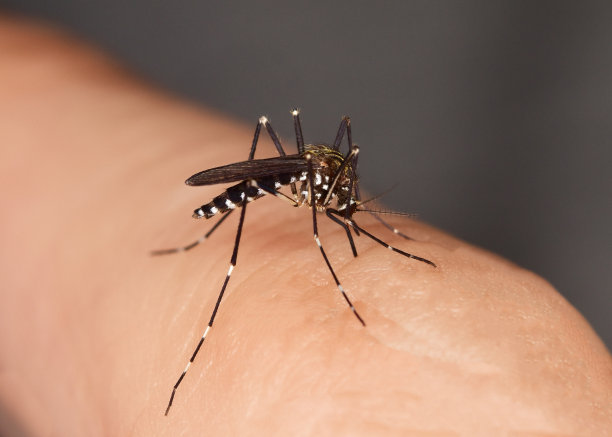 mosquito
