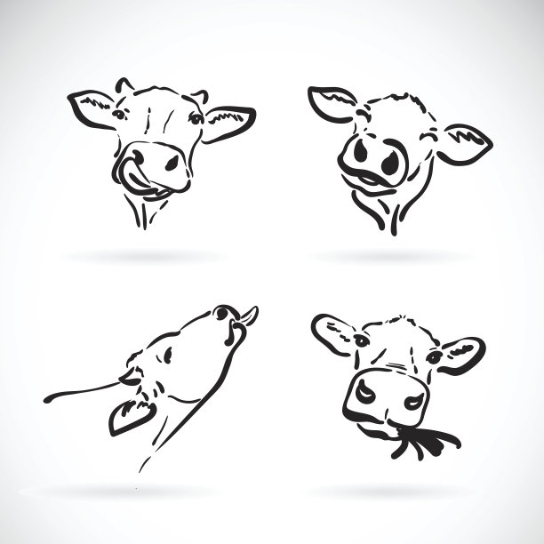cattle