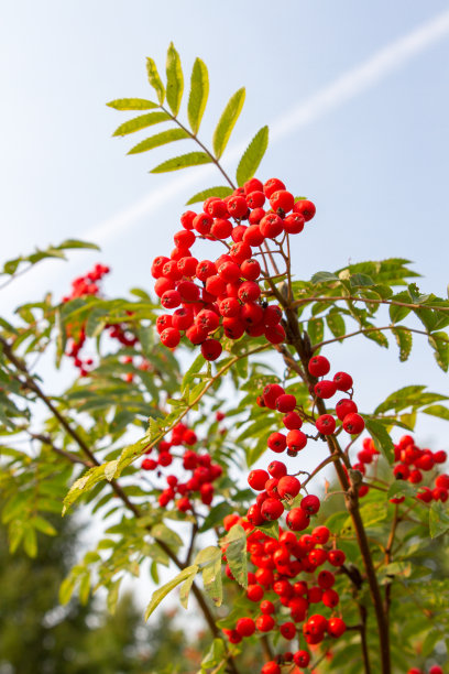 rowan