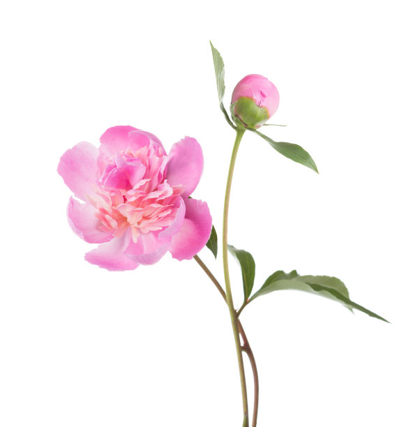 粉红色牡丹