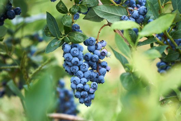 ericaceae