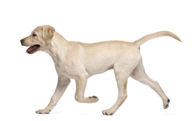 doggy
