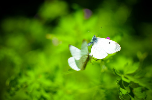 pieris