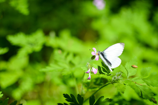 白蝴蝶在花丛中飞舞