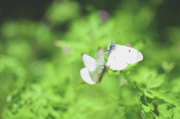 pieris