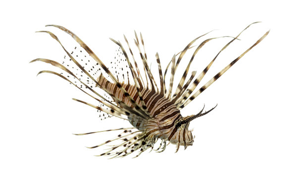 lionfish