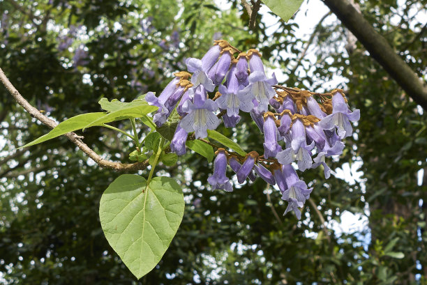 泡桐树