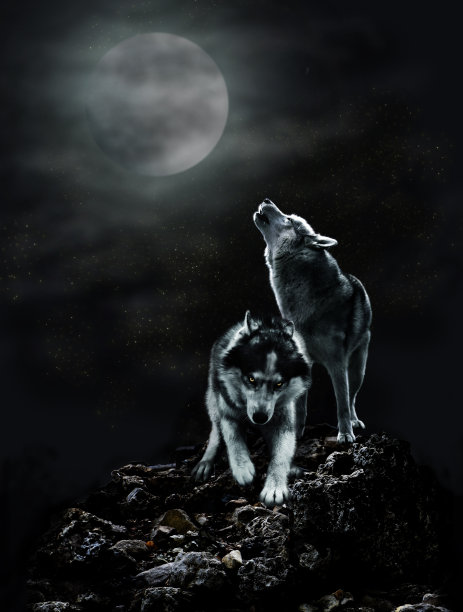 wolf