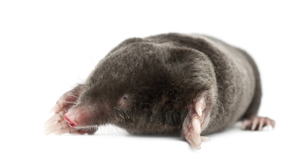 mole
