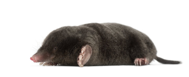 mole