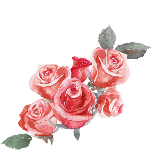 手绘玫瑰