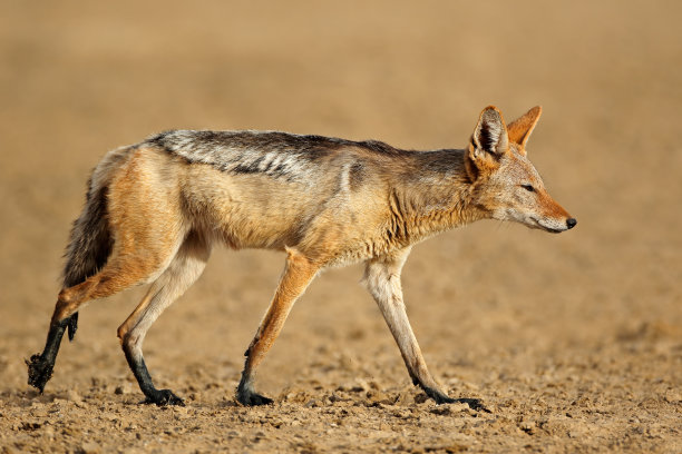 jackal