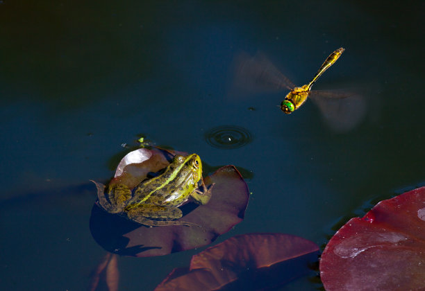 frog