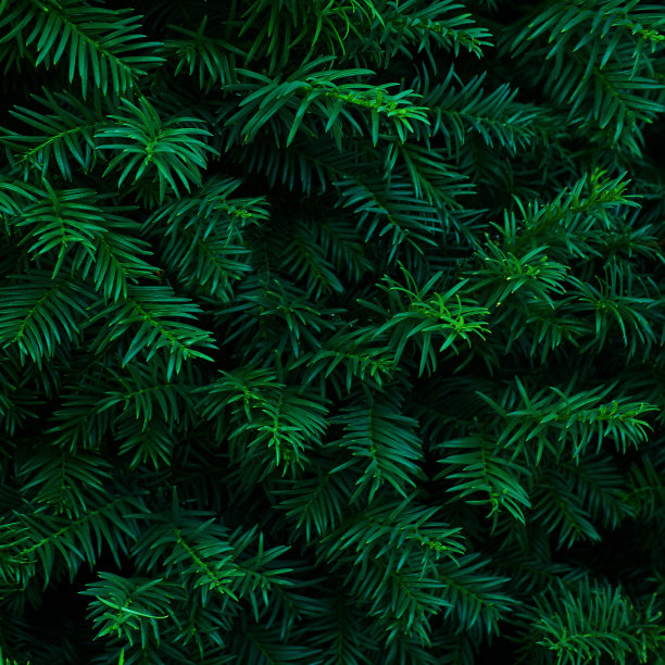pine