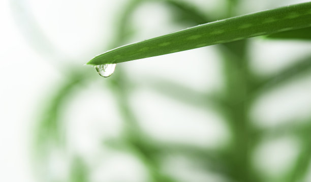 aloe