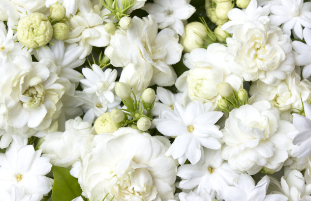 jasmine