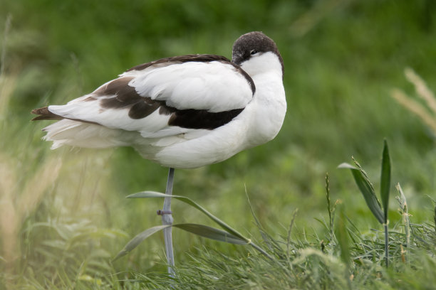avocet
