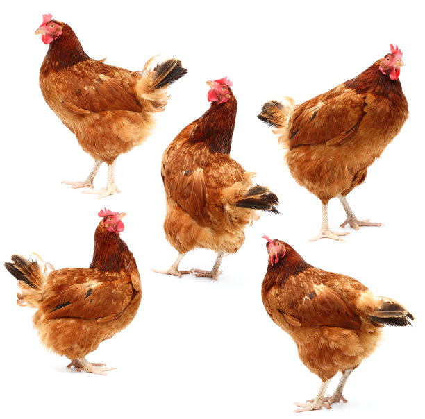 hen