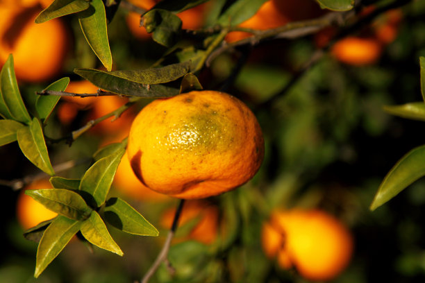 树枝上的橘子