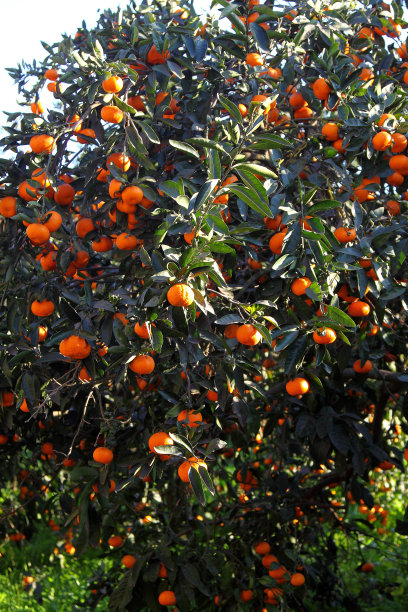 橙子果树