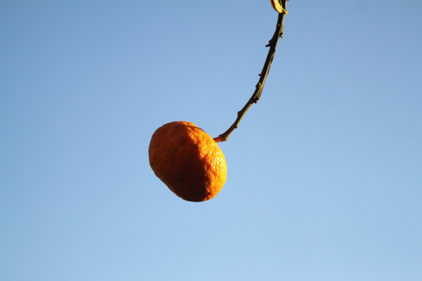 枝头上的脐橙