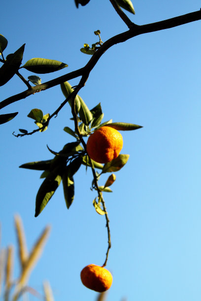 枝头上的脐橙
