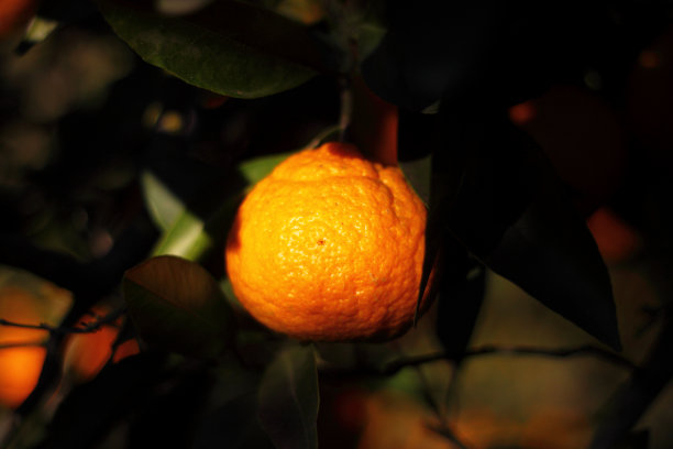 柑橘园,青果园