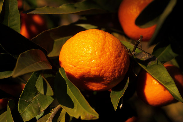 丰收的橘子
