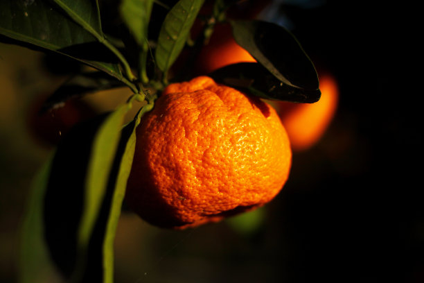 丰收的橘子