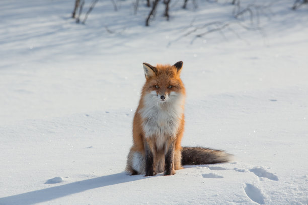 vulpes