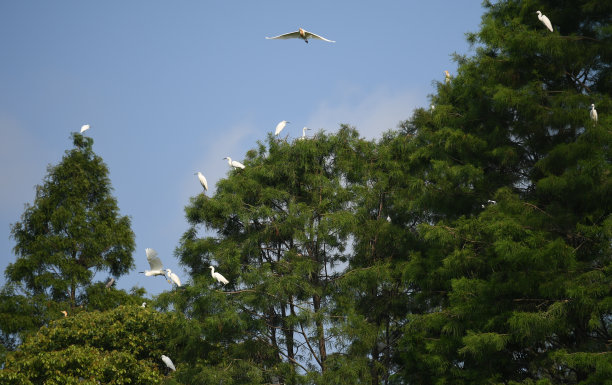egret