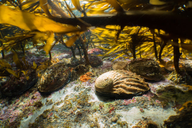 abalone
