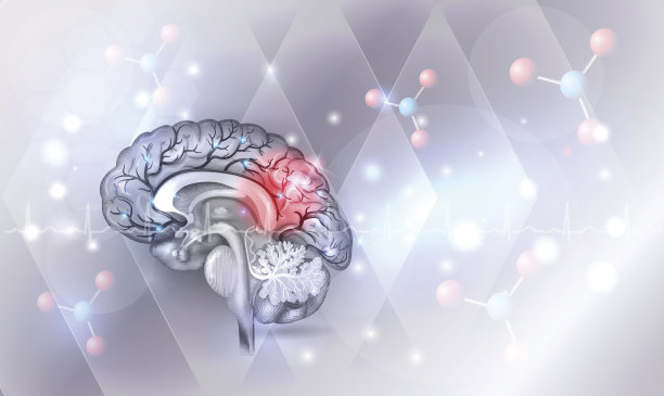 brain
