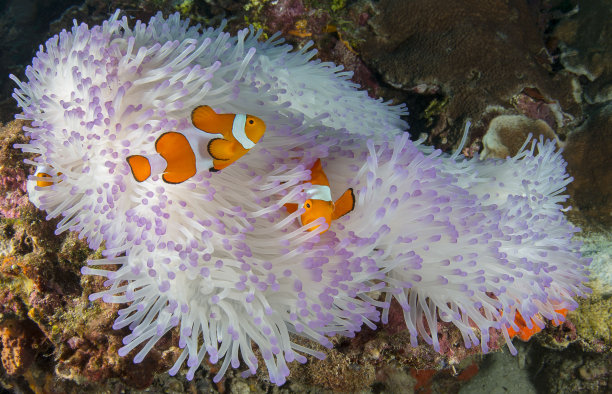 anemonefish