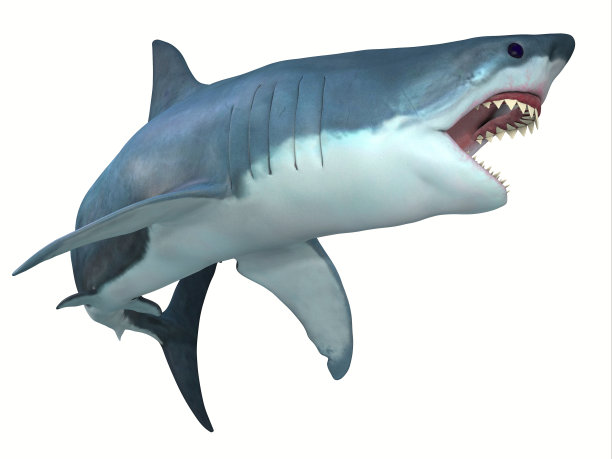 shark