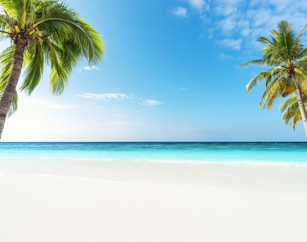 沙滩棕榈树