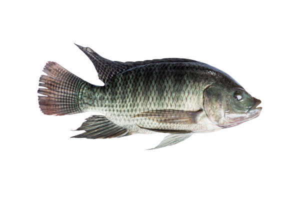tilapia