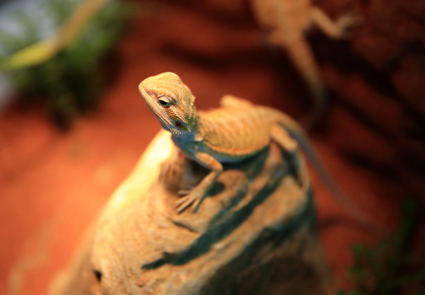 reptilia